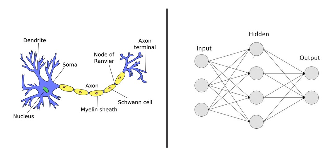 ANN vs biological neuron
