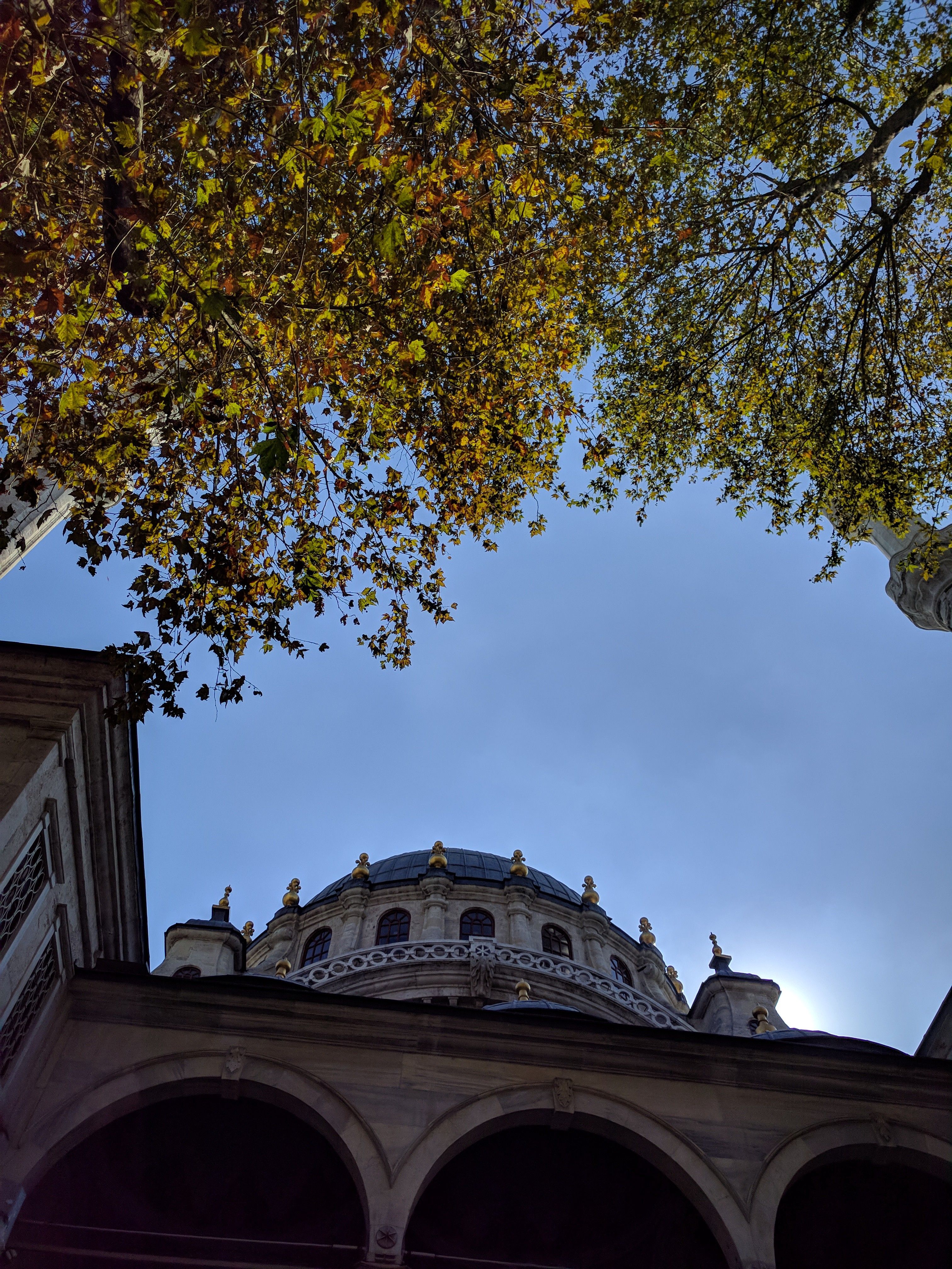 A mosque and a tree